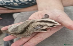 Sugar Glider rodents for sale: Breeding pair of  sugar gliders ready 13th sept   - Image 13
