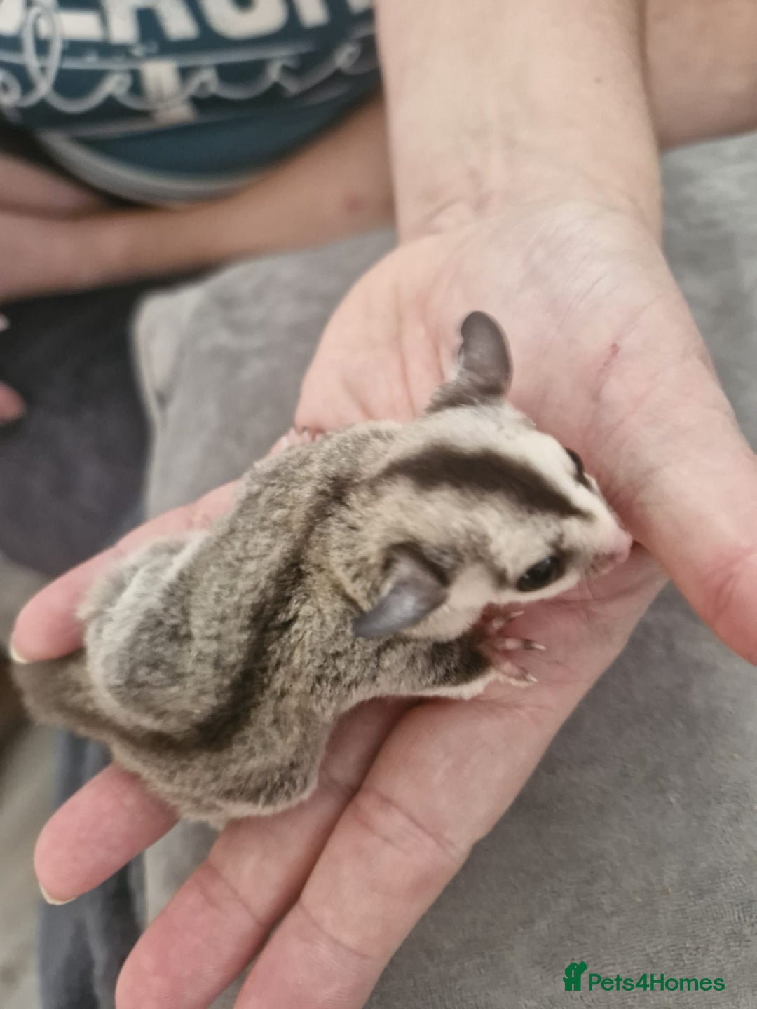 Sugar Glider rodents for sale: Breeding pair of  sugar gliders ready 13th sept   - Image 13