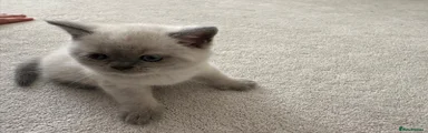 Kitten 2