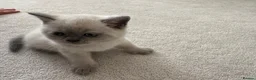 British Shorthair cats for sale: Beautiful British Shorthair Kittens - Advert 11