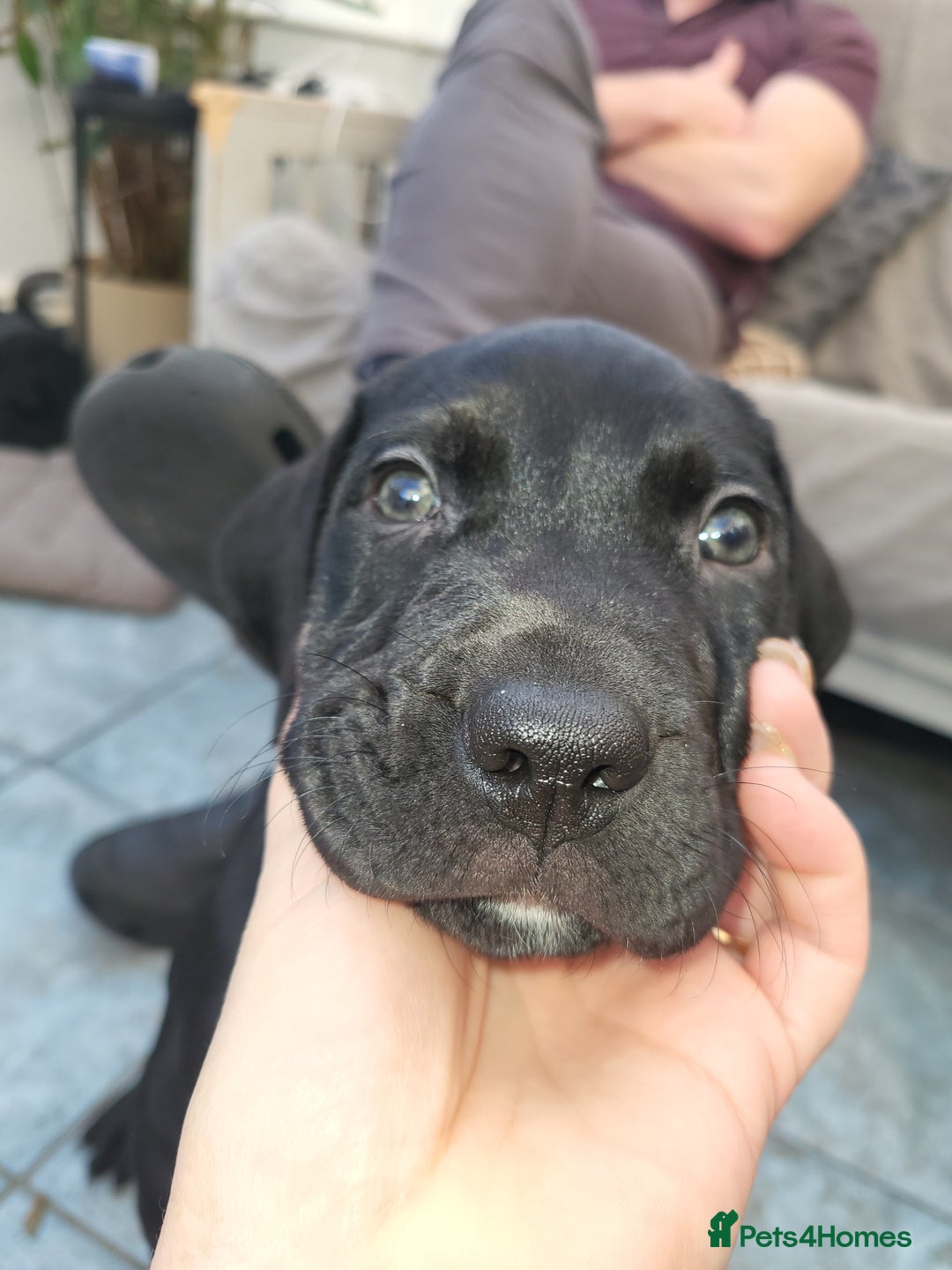 Mixed Breed dogs for sale: Alaunt type dogs - Advert 25