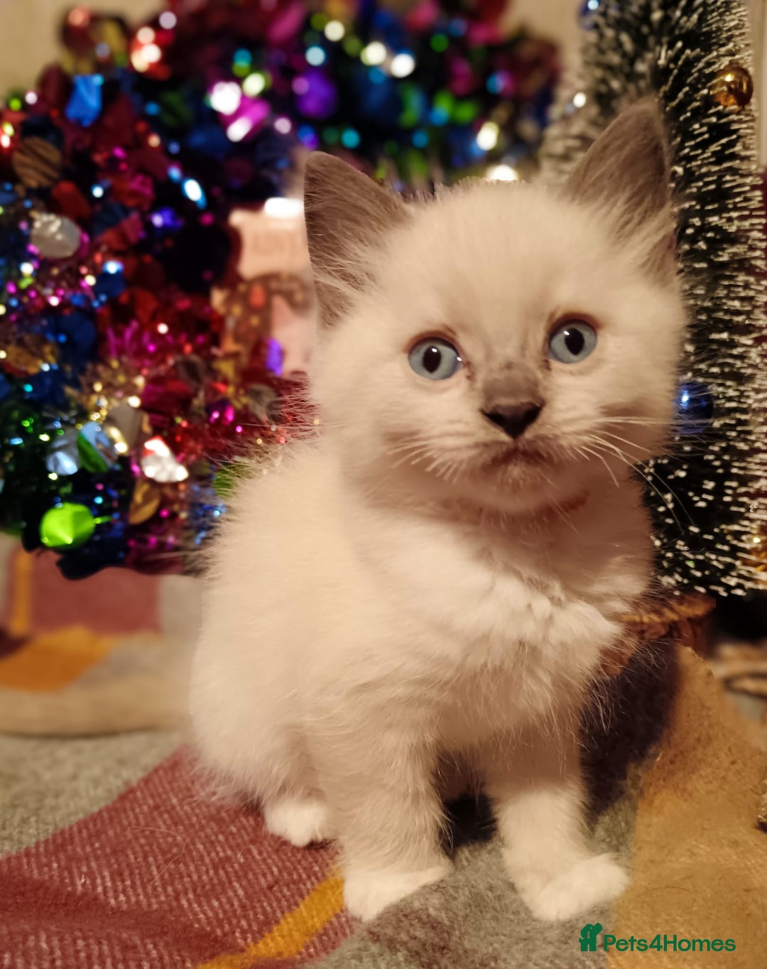 Ragdoll cats for sale: Ready 23rd Dec Ragdoll Kittens - Advert 2