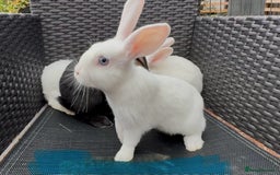 Mixed Breed rabbits for sale: 7 baby bunnies ready for new homes - Image 6