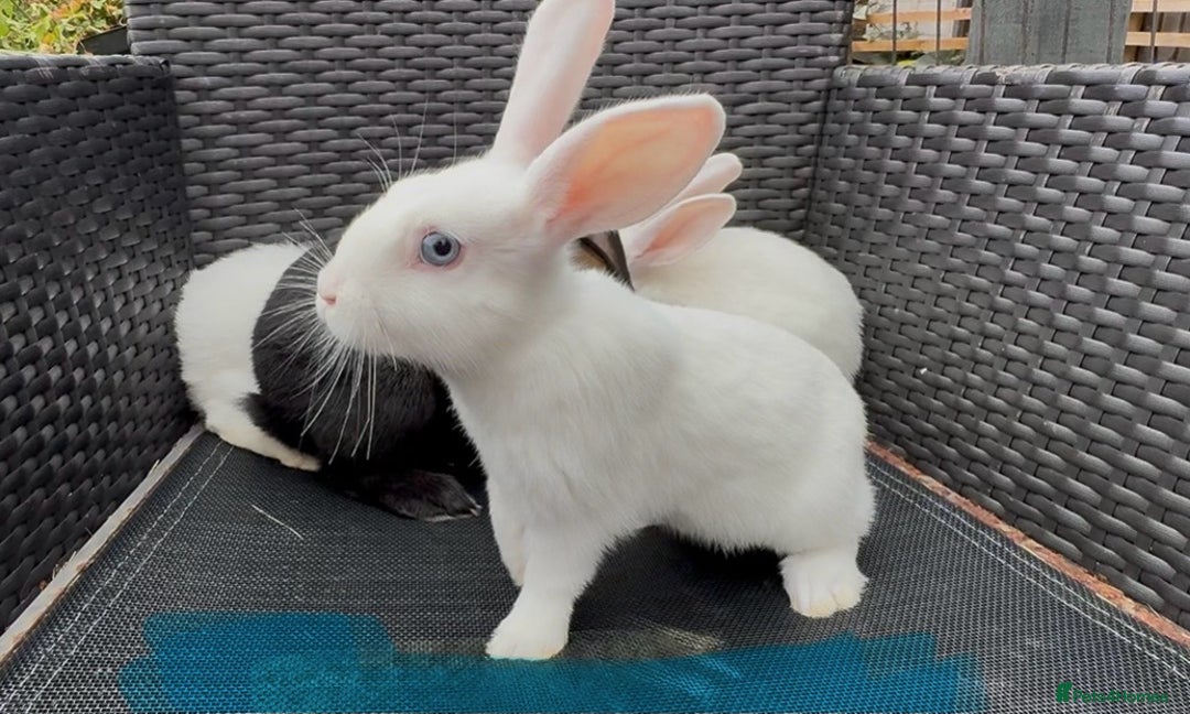 Mixed Breed rabbits for sale: 7 baby bunnies ready for new homes - Image 6