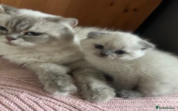 Scottish Fold cats for sale: Scottish fold kittens ready for reservation. - Image 19