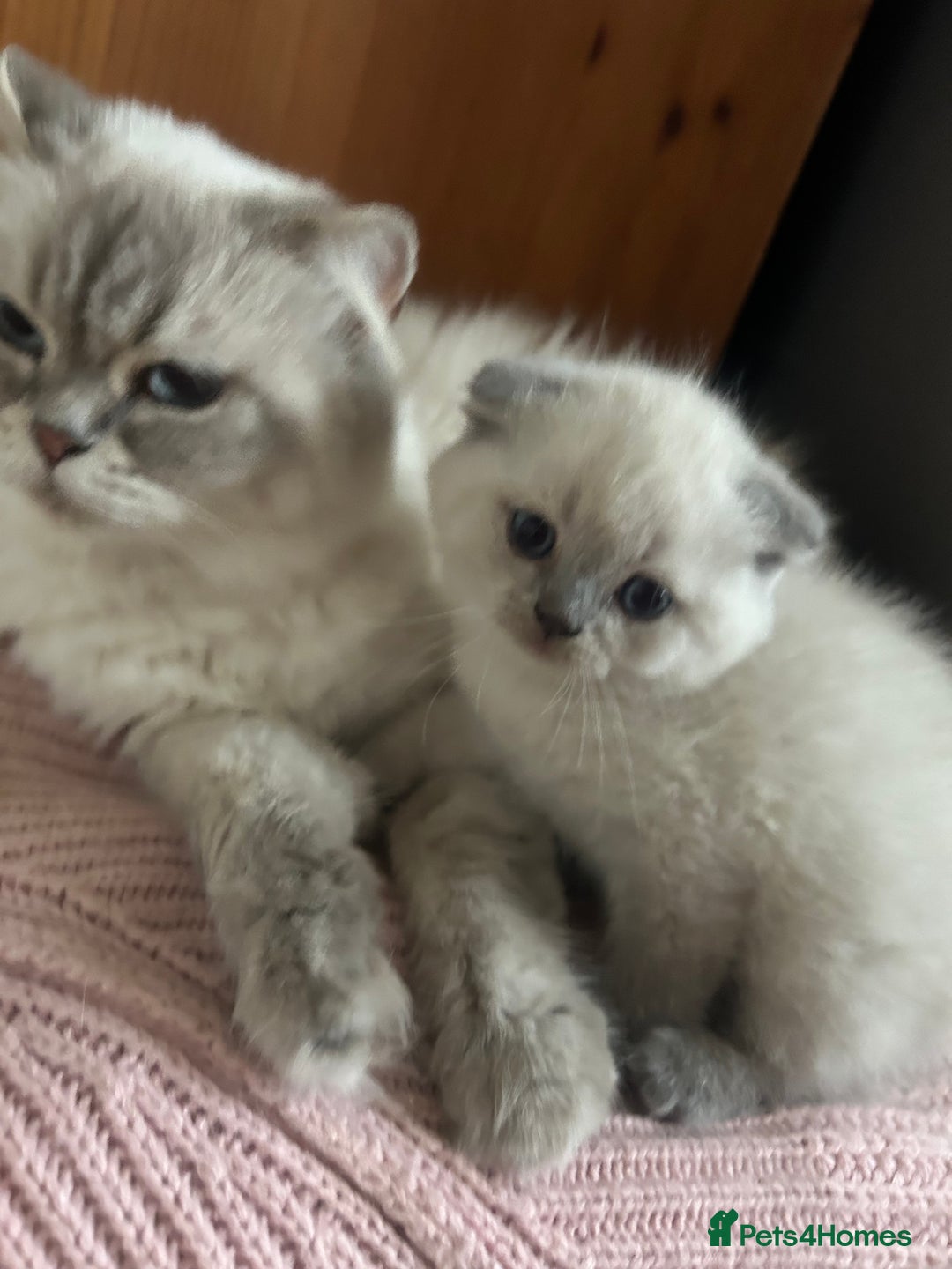 Scottish Fold cats for sale: Scottish fold kittens ready for reservation. - Image 19