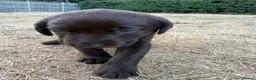 Labrador Retriever dogs for sale: Chocolate Labrador puppies - Advert 7