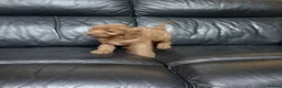 Cockapoo dogs for sale: Cockapoo puppies  in Dungannon - Advert 4