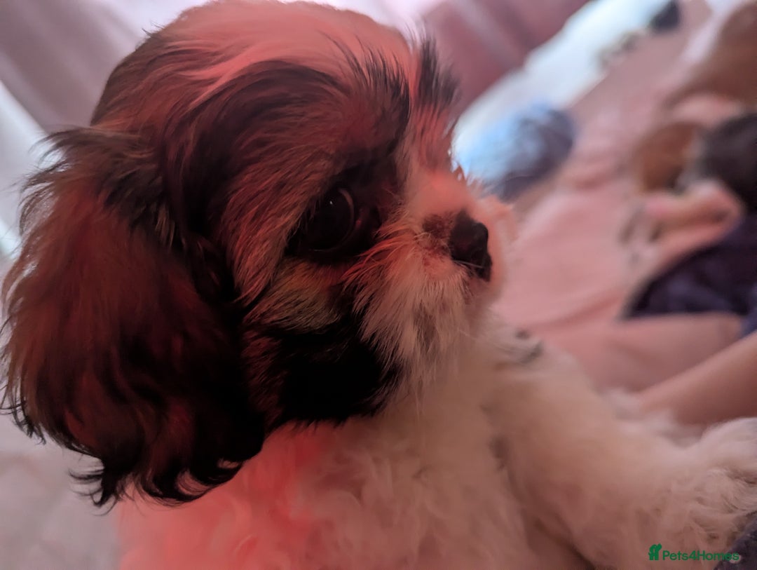Shihpoo dogs for sale: Shihpoo puppies  - Image 3
