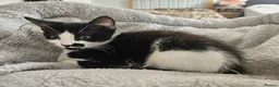 British Shorthair cats for sale: 2 Female Black and White kittens - Advert 8