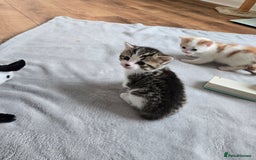 Mixed Breed cats for sale: Beautiful fluffy ginger kittens - Image 16
