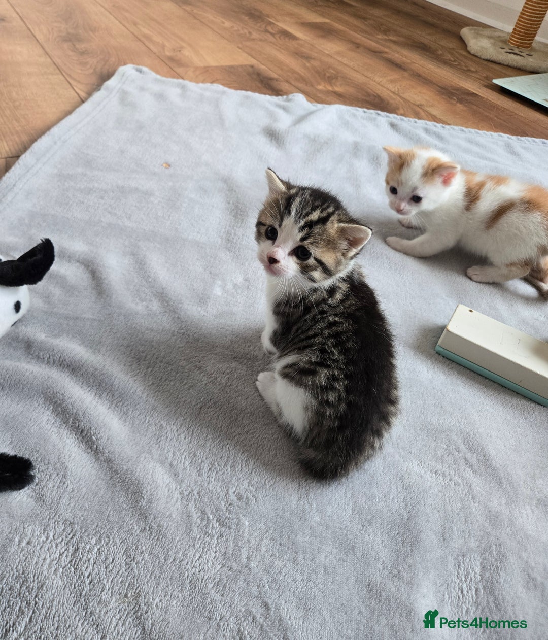 Mixed Breed cats for sale: Beautiful fluffy ginger kittens - Image 16