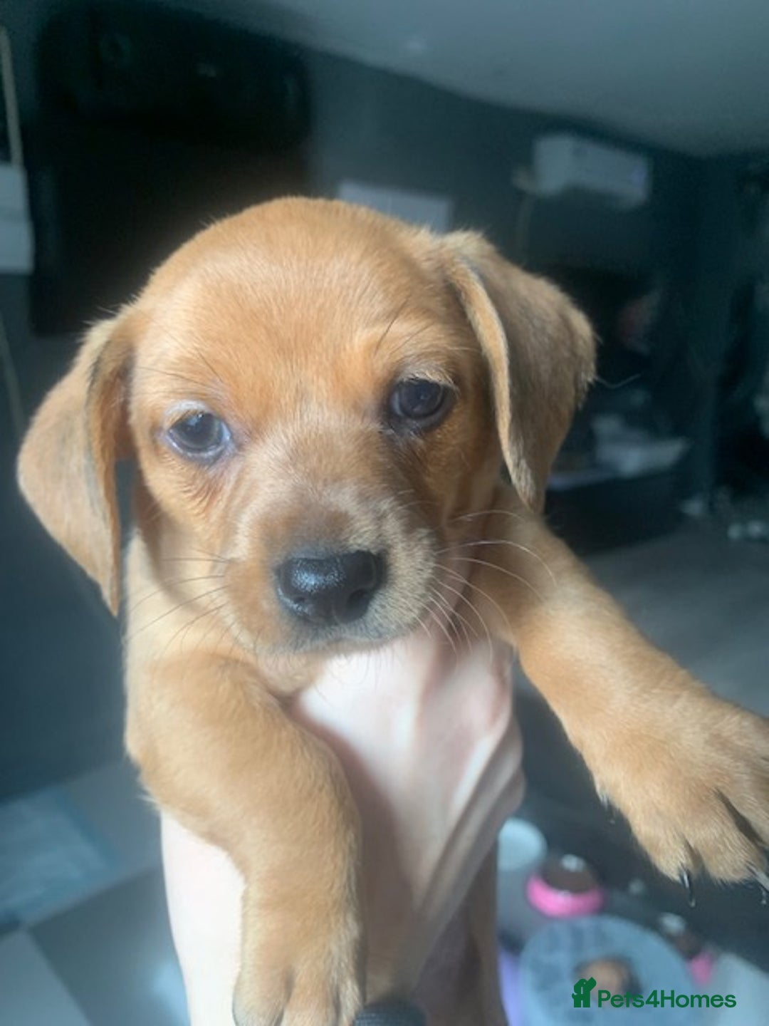 Chiweenie dogs for sale: 6 golden brown/whitecheweenies available  - Image 6