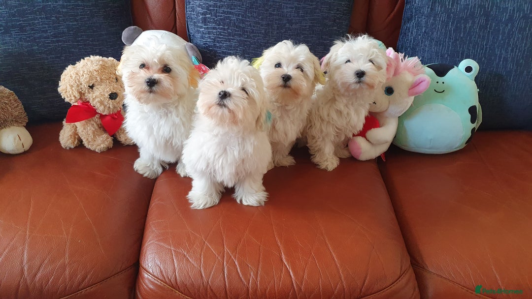 Havanese dogs for sale: Green boy - Extra mini Havanese x Maltese puppies - Image 11