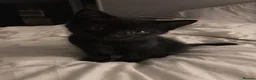 Mixed Breed cats for sale: 2 Beautiful, friendly kittens in Chichester - Advert 5
