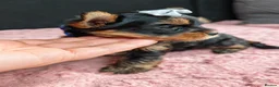 Yorkshire Terrier dogs for sale: Beautiful Yorkies for sale - Advert 21