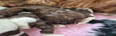 Australian Labradoodle Puppy 6
