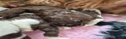 Australian Labradoodle dogs for sale: Australian Medium Labradoodles - Advert 7