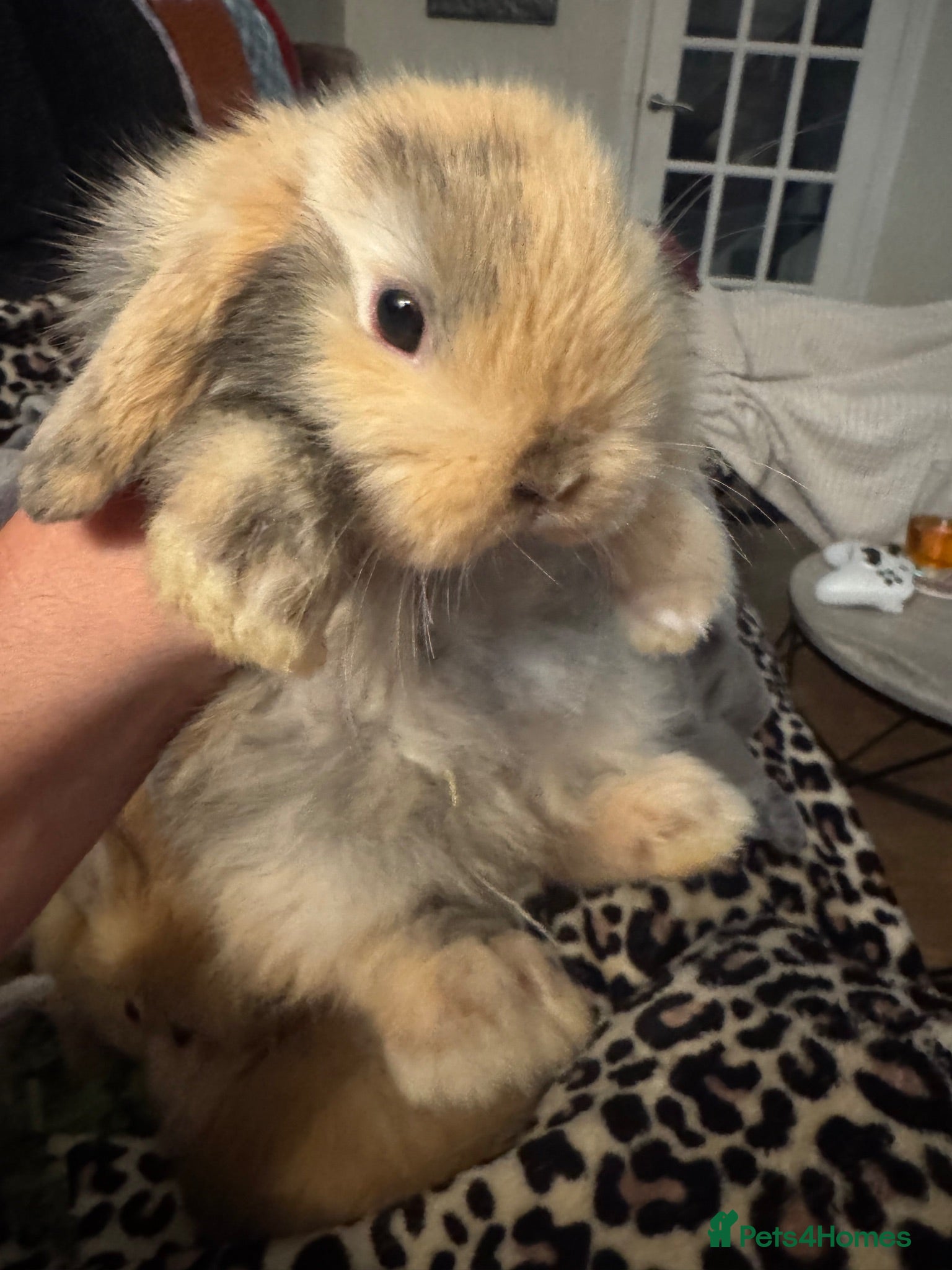 Mini Lop rabbits Ready to go! Beautiful mini lop rabbit - Advert 1