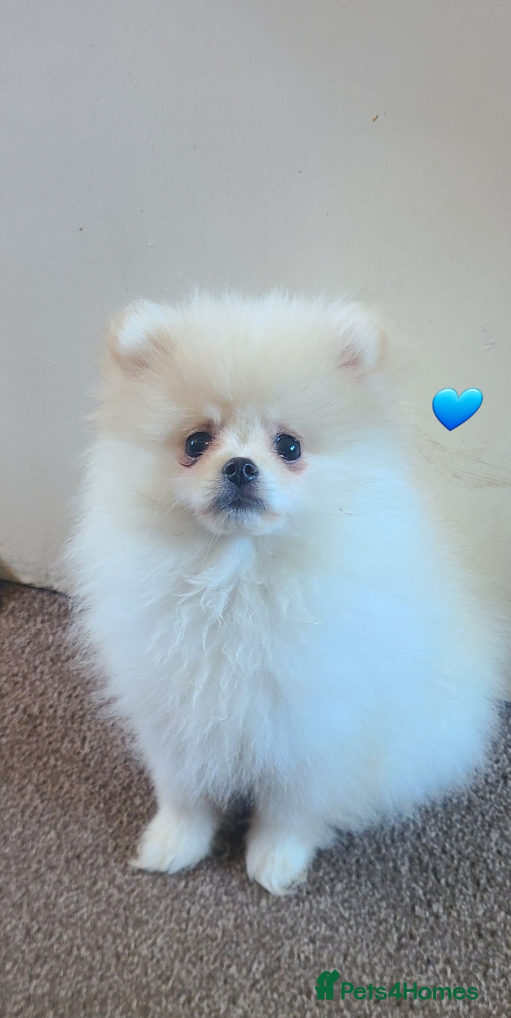 Pomeranian dogs Kc pomeranian puppies READY NOW💙 1 male - Advert 16
