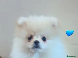 Pomeranian dogs Kc pomeranian puppies READY NOW💙 1 male - Advert 14