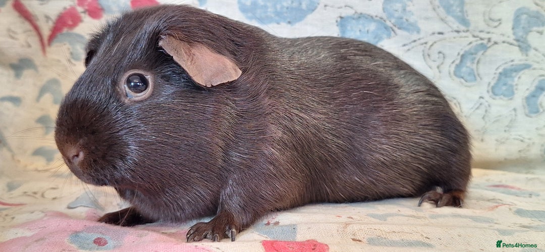 Guinea Pig rodents for sale: MEADOW SIDE CAVIES HEREFORDSHIRE  - Advert 12