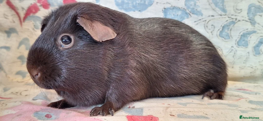 Guinea Pig rodents for sale: MEADOW SIDE CAVIES HEREFORDSHIRE  - Advert 12