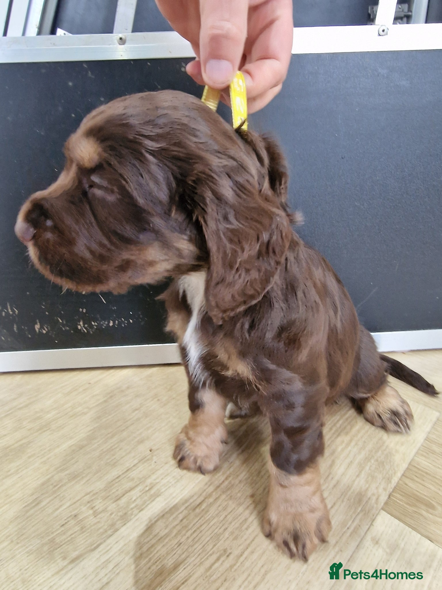 Cocker Spaniel dogs 2 choc and tan working cocker spaniels left - Advert 1