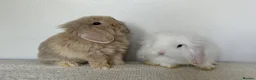 Angora rabbits for sale: Angora × Lion Lop Baby Bunny  - Advert 8