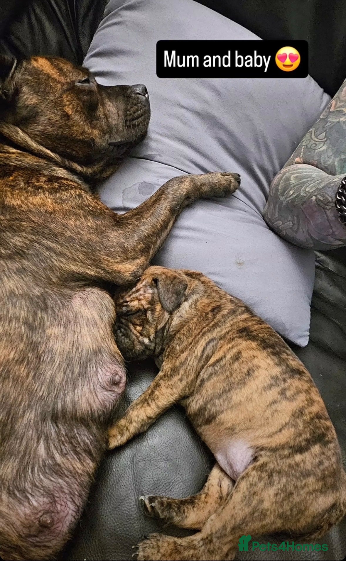 Staffordshire Bull Terrier dogs Two Outstanding kc registered pups - Advert 1