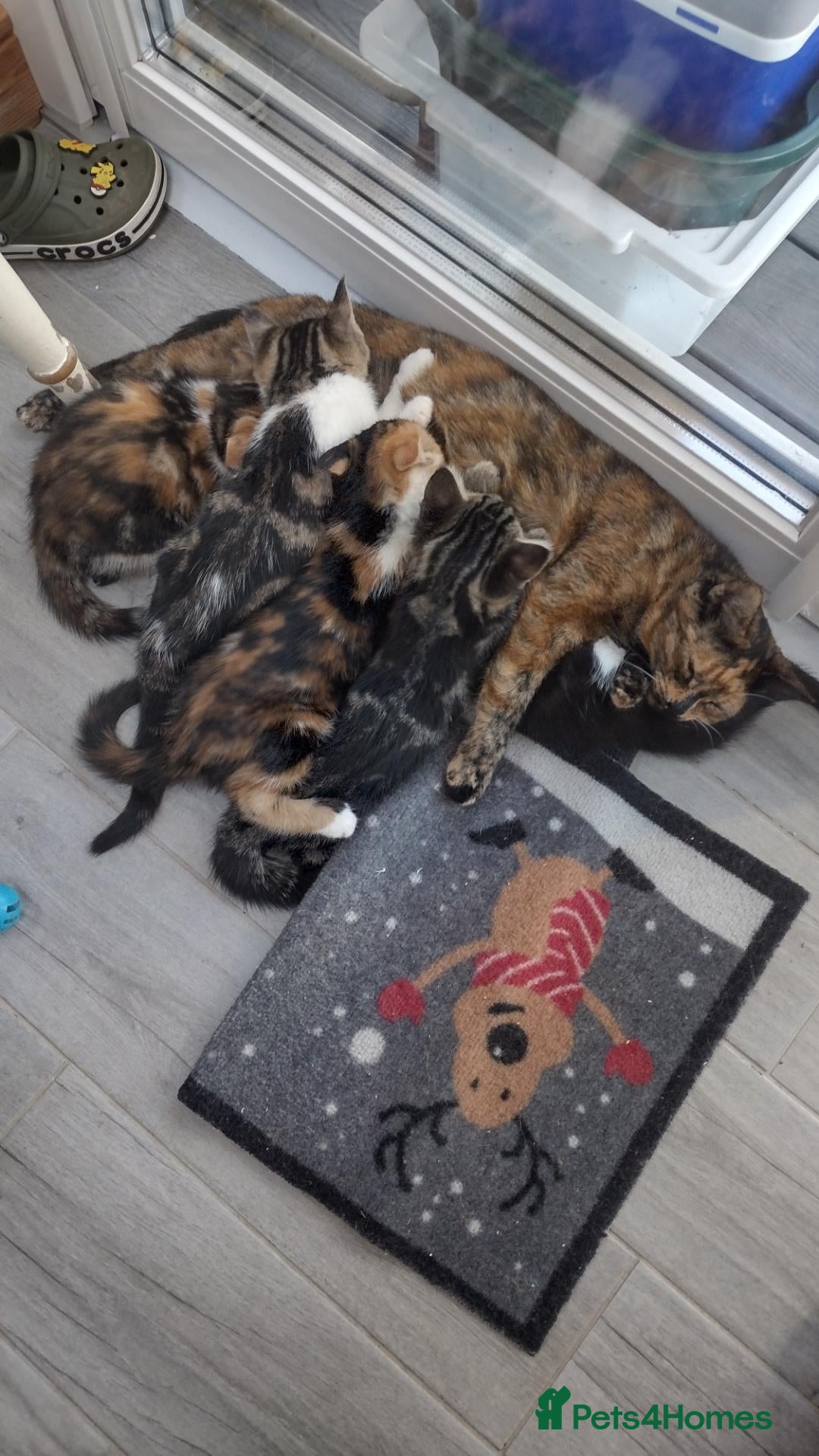 Mixed Breed cats 5 Beautiful Mix Breed Little Kittens For Sale - Advert 1