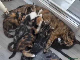 Mixed Breed cats 5 Beautiful Mix Breed Little Kittens For Sale - Advert 1