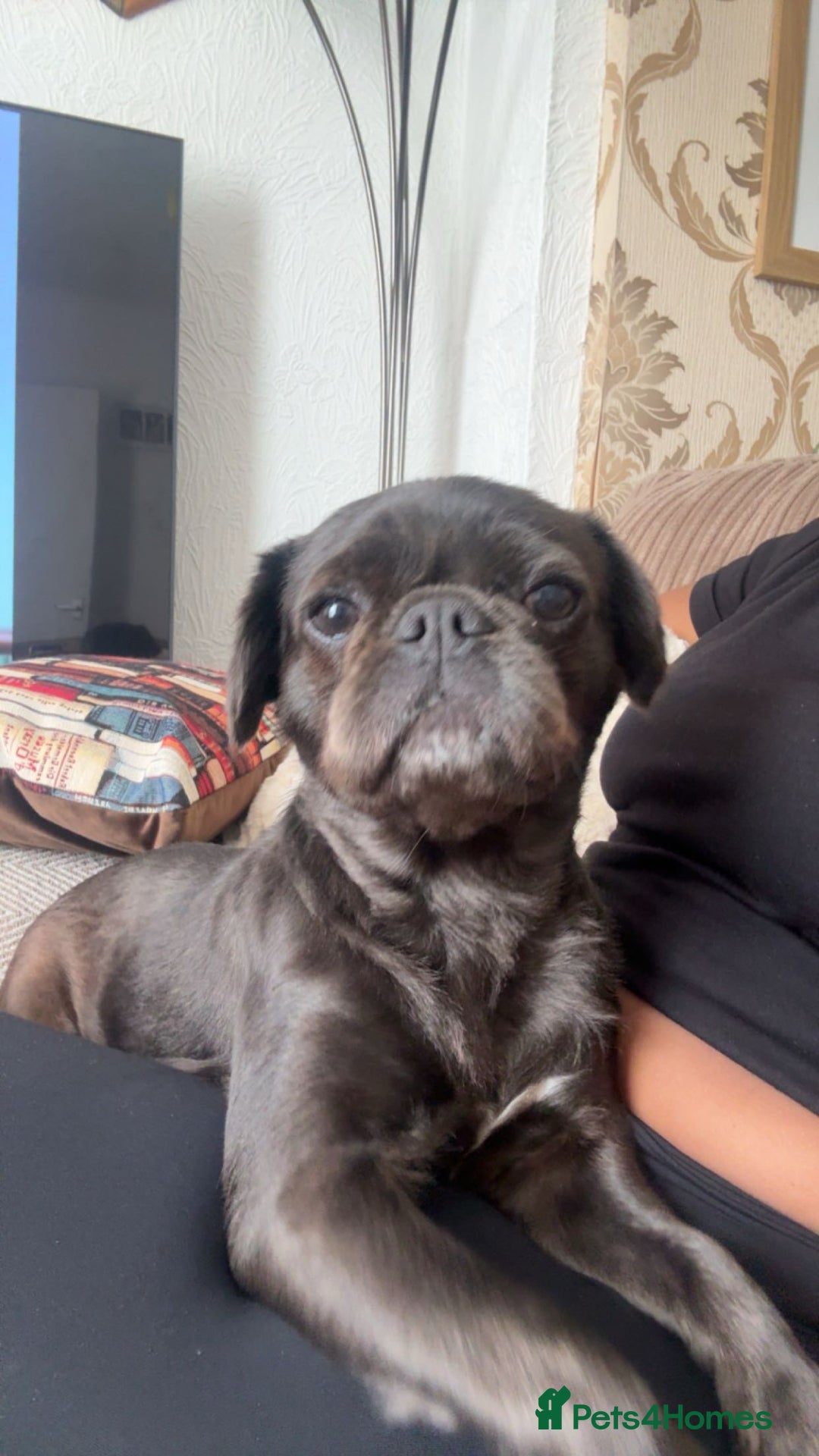 Pug dogs for sale: Lua The Pug  - Image 2
