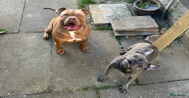 Mixed Breed dogs - Advert 3