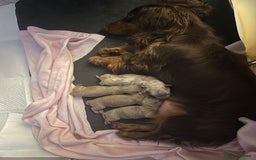 Miniature Dachshund dogs for sale: Mini longhaired Isabella/tan Dachshunds VACCINATED - Image 26