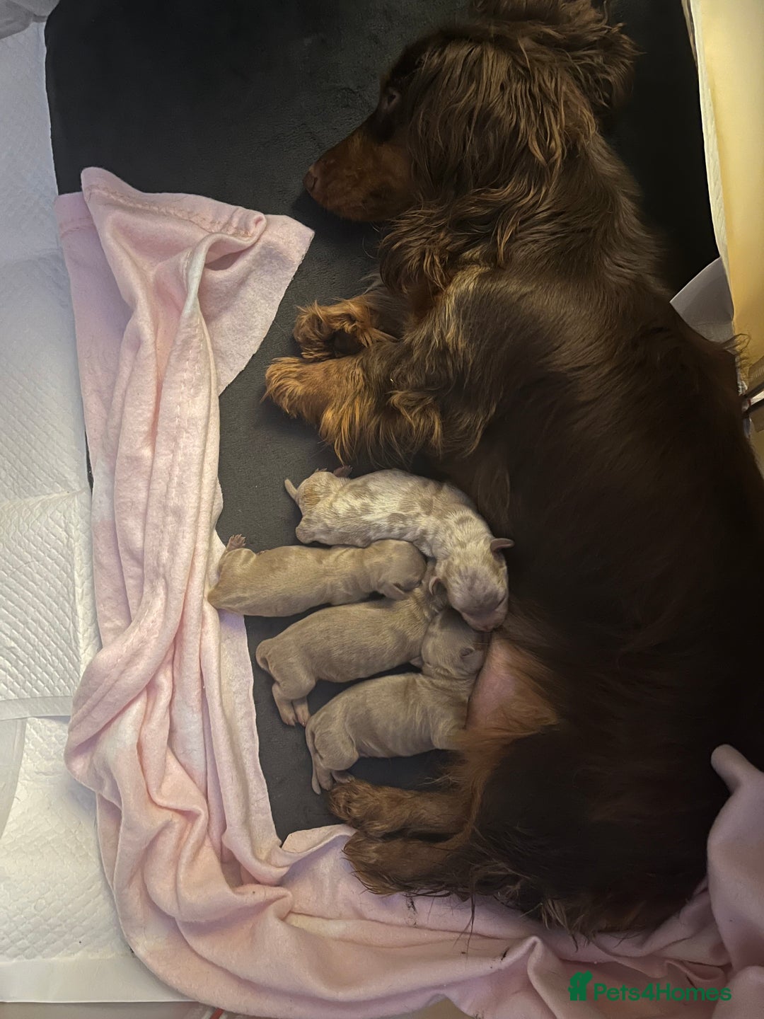 Miniature Dachshund dogs for sale: Mini longhaired Isabella/tan Dachshunds VACCINATED - Image 26