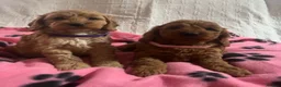 Cockapoo dogs for sale: Cockapoo puppies  - Advert 11