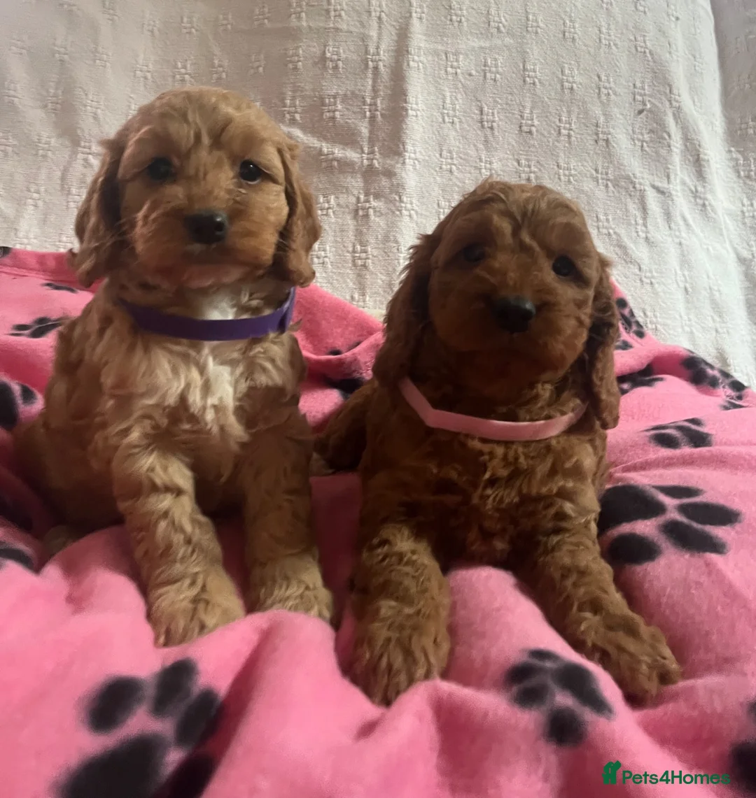 Cockapoo dogs for sale: Cockapoo puppies  - Advert 11