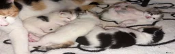 Mixed Breed cats for sale: 4 Kittens For Sale - Advert 9