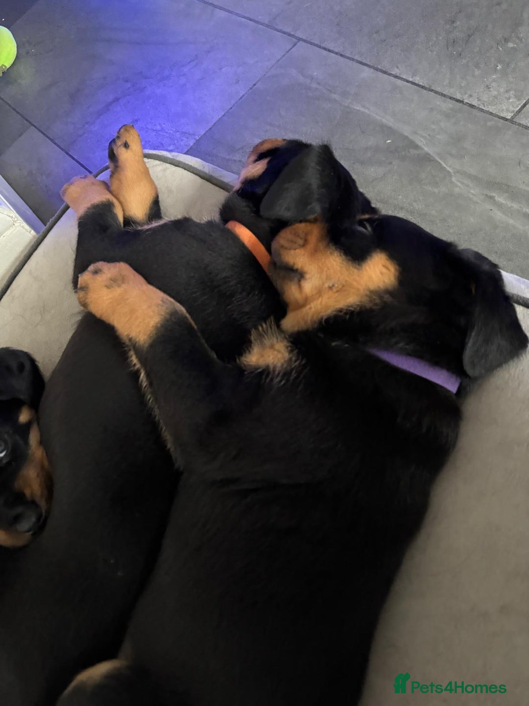 Rottweiler dogs for sale: Stunning Rottweiler Puppies - Image 4