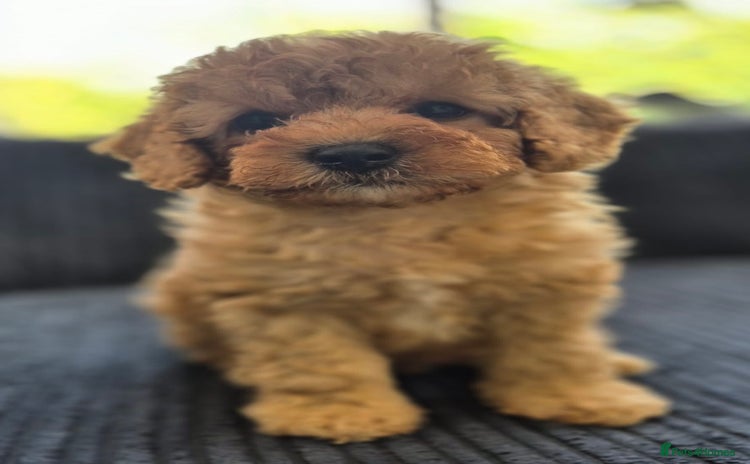 Cavapoochon dogs - Advert 3