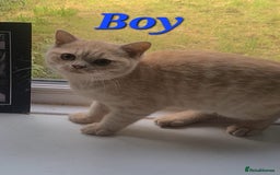British Shorthair cats for sale: Ready to leave*bsh babies - Image 5