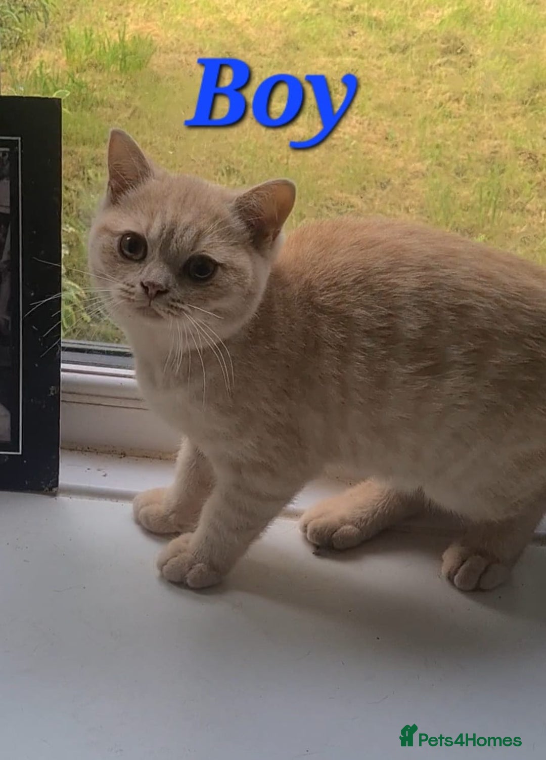 British Shorthair cats for sale: Ready to leave*bsh babies - Image 5