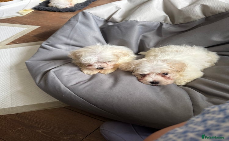 Maltese dogs - Advert 7