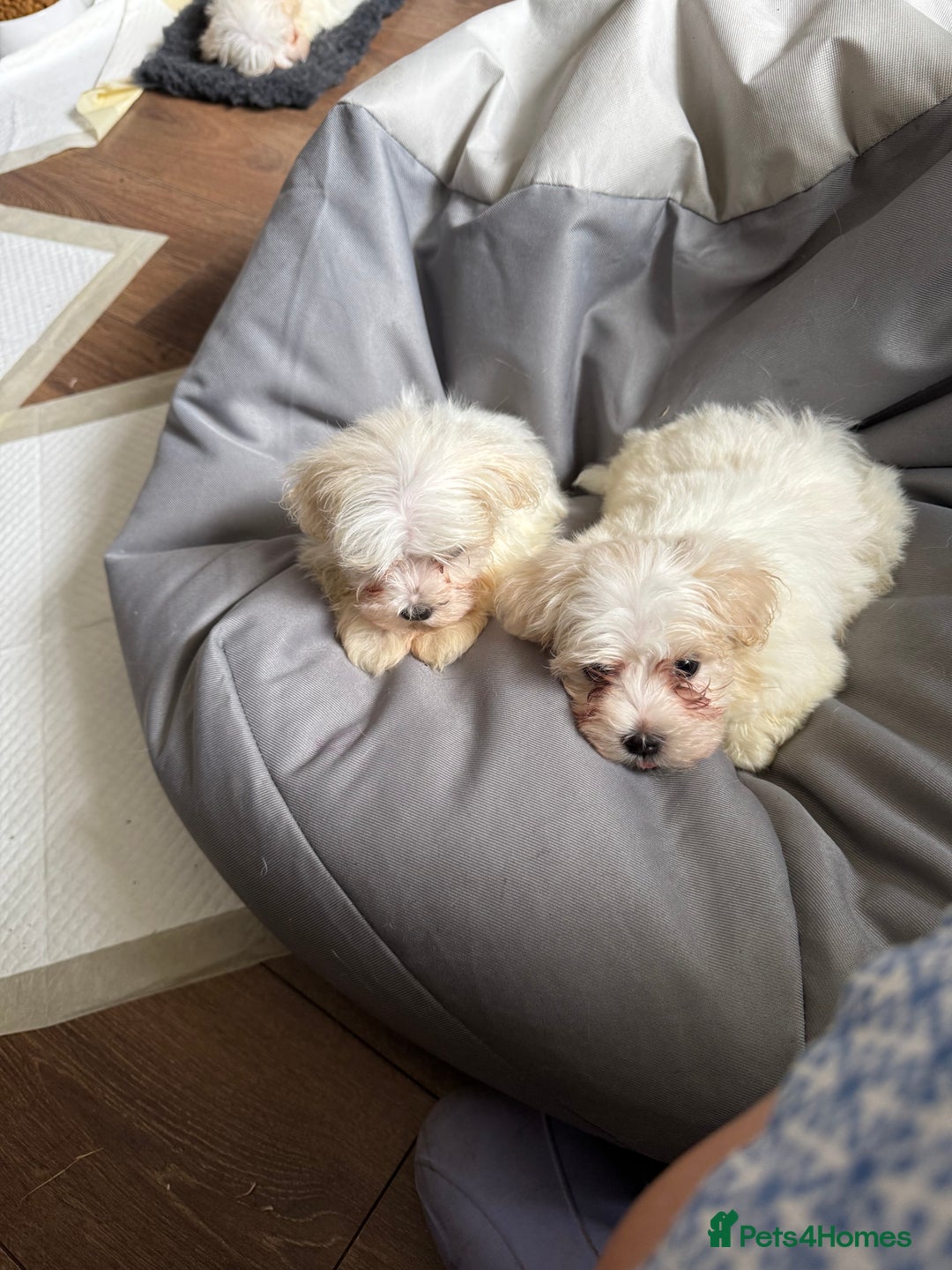 Maltese dogs for sale: Beautiful Maltese puppies ready to go. - Image 1