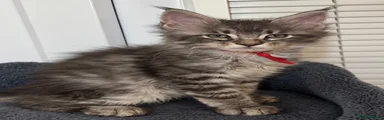 Maine Coon 3