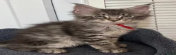 Maine Coon cats for sale: 7 GCCF registered Maine coon boys. - Advert 27