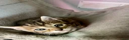 Bengal cats for sale: Beautiful Bengal Kittens for Sale, Pure Bengal Mum - Advert 9