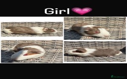 Guinea Pig rodents for sale: 5 Female, 2 male guinea pigs seeking new families - Image 2