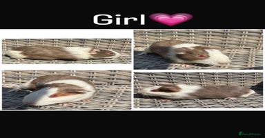 Guinea Pig rodents - Advert 2